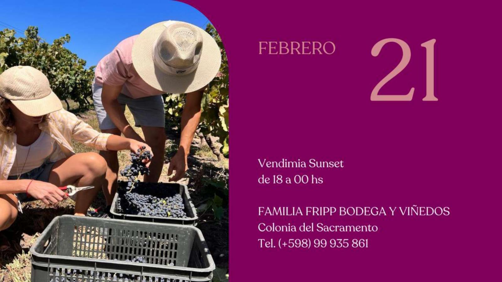 BODEGA FRIPP: VENDIMIA  SUNSET 2026