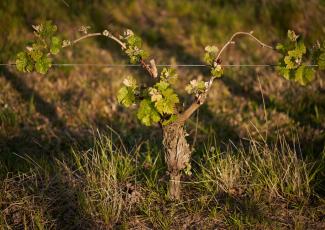 VITICULTURA SOSTENIBLE: CERTIFICACIÓN CRECIÓ 35% CON RESPECTO A 2022